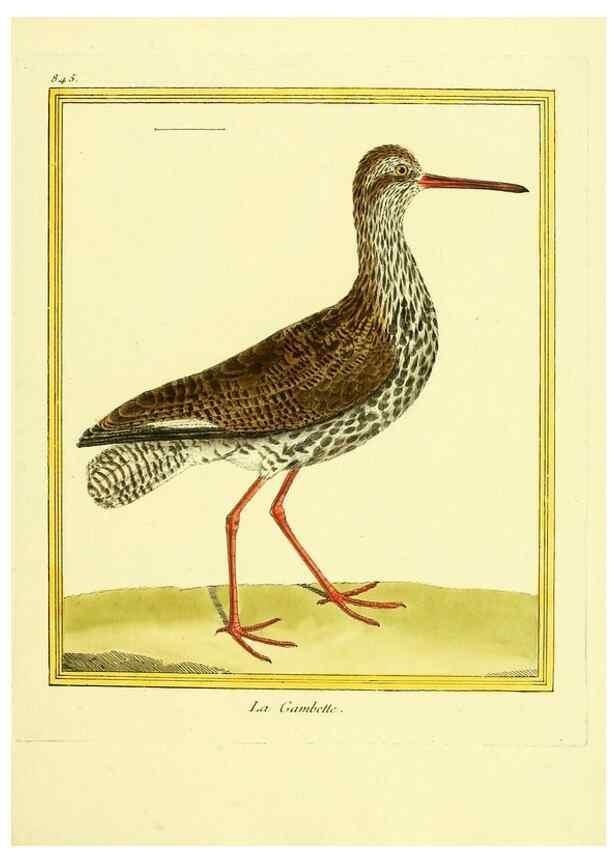 Reproducción/Reproduction 49640462256: Planches enluminées d'histoire naturelle. Paris? :s.n.,1765-1783?. 