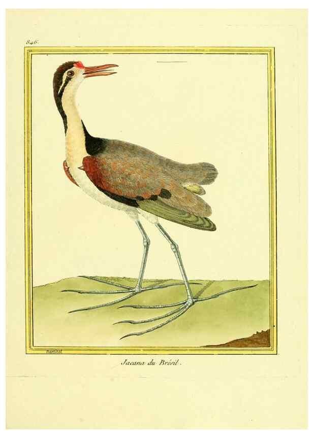 Reproducción/Reproduction 49640462626: Planches enluminées d'histoire naturelle. Paris? :s.n.,1765-1783?. 