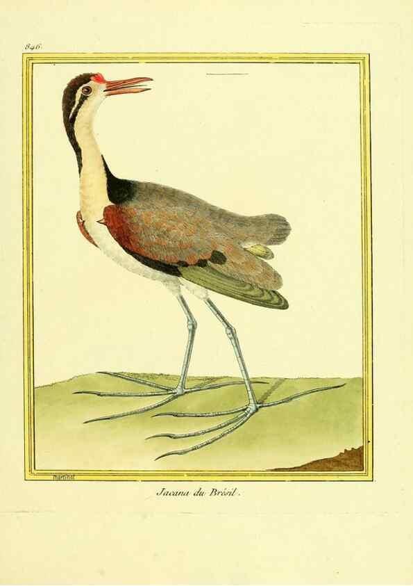 Reproducción/Reproduction 49640462626: Planches enluminées d'histoire naturelle. Paris? :s.n.,1765-1783?. 