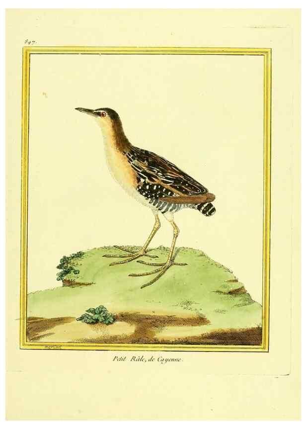 Reproducción/Reproduction 49640735372: Planches enluminées d'histoire naturelle. Paris? :s.n.,1765-1783?. 