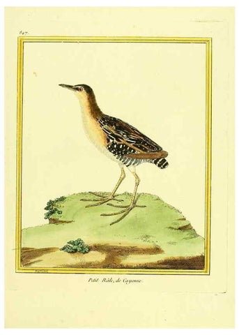 Reproducción/Reproduction 49640735372: Planches enluminées d'histoire naturelle. Paris? :s.n.,1765-1783?. 