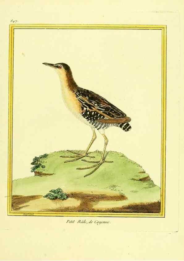 Reproducción/Reproduction 49640735372: Planches enluminées d'histoire naturelle. Paris? :s.n.,1765-1783?. 