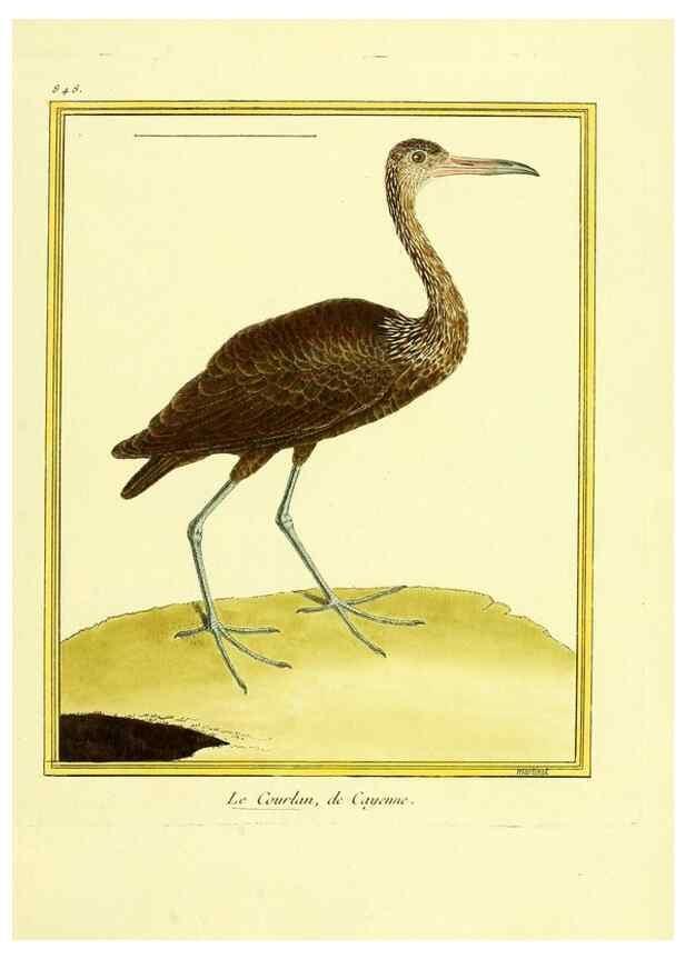 Reproducción/Reproduction 49640735617: Planches enluminées d'histoire naturelle. Paris? :s.n.,1765-1783?. 