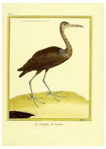 Reproducción/Reproduction 49640735617: Planches enluminées d'histoire naturelle. Paris? :s.n.,1765-1783?. 