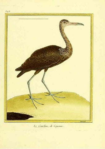 Reproducción/Reproduction 49640735617: Planches enluminées d'histoire naturelle. Paris? :s.n.,1765-1783?. 