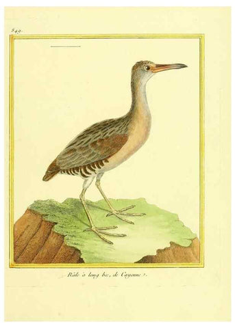 Reproducción/Reproduction 49640735967: Planches enluminées d'histoire naturelle. Paris? :s.n.,1765-1783?. 