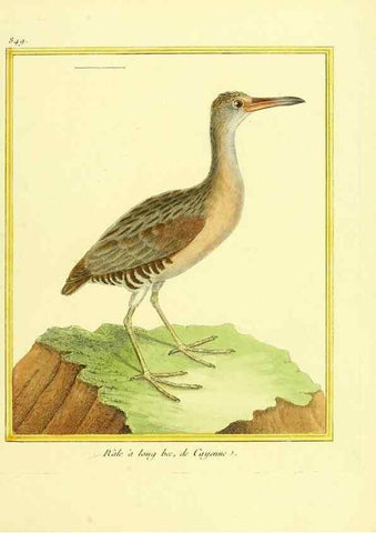 Reproducción/Reproduction 49640735967: Planches enluminées d'histoire naturelle. Paris? :s.n.,1765-1783?. 