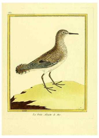 Reproducción/Reproduction 49639940703: Planches enluminées d'histoire naturelle. Paris? :s.n.,1765-1783?. 
