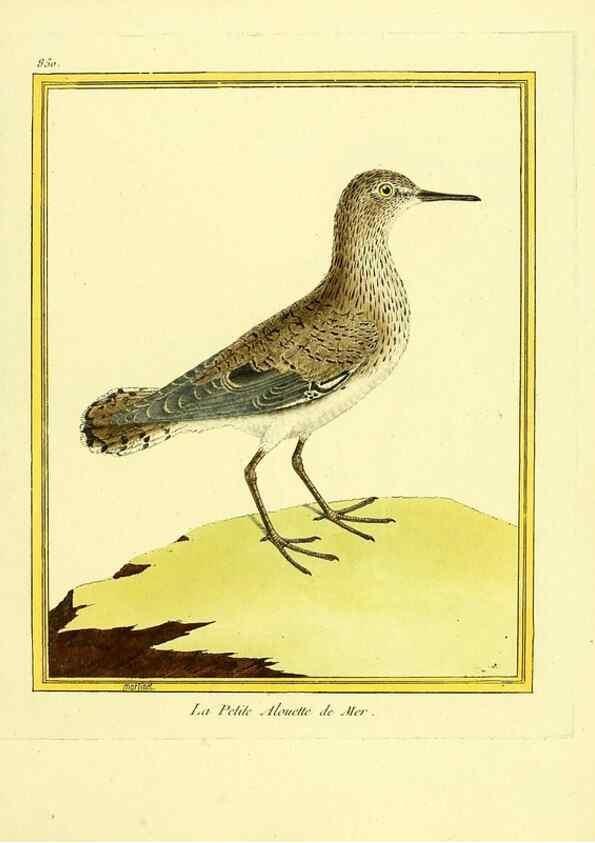 Reproducción/Reproduction 49639940703: Planches enluminées d'histoire naturelle. Paris? :s.n.,1765-1783?. 
