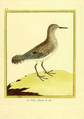 Reproducción/Reproduction 49639940703: Planches enluminées d'histoire naturelle. Paris? :s.n.,1765-1783?. 