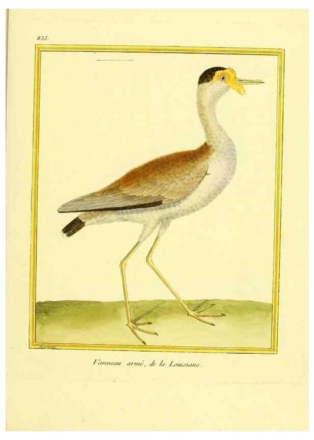 Reproducción/Reproduction 49640731142: Planches enluminées d'histoire naturelle. Paris? :s.n.,1765-1783?. 