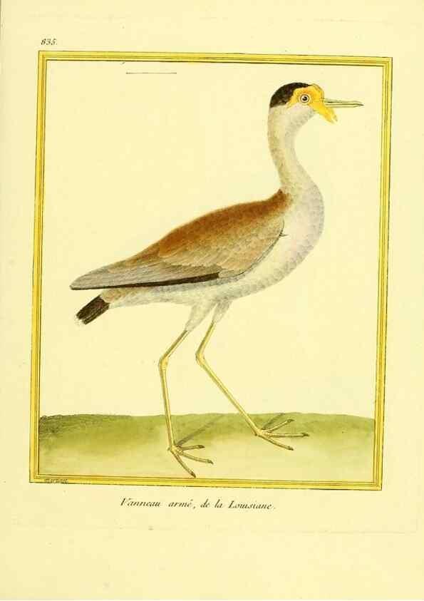 Reproducción/Reproduction 49640731142: Planches enluminées d'histoire naturelle. Paris? :s.n.,1765-1783?. 
