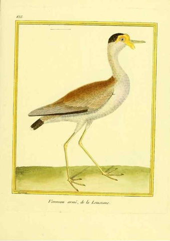 Reproducción/Reproduction 49640731142: Planches enluminées d'histoire naturelle. Paris? :s.n.,1765-1783?. 