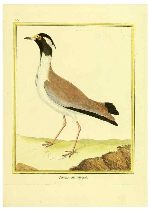 Reproducción/Reproduction 49640730702: Planches enluminées d'histoire naturelle. Paris? :s.n.,1765-1783?. 
