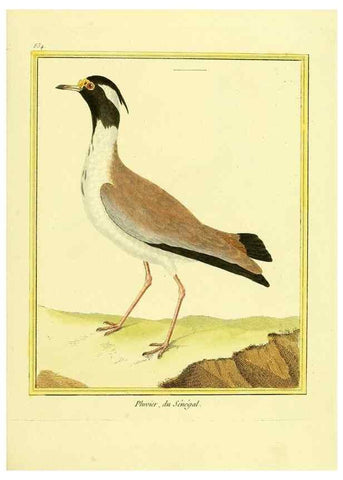 Reproducción/Reproduction 49640730702: Planches enluminées d'histoire naturelle. Paris? :s.n.,1765-1783?. 