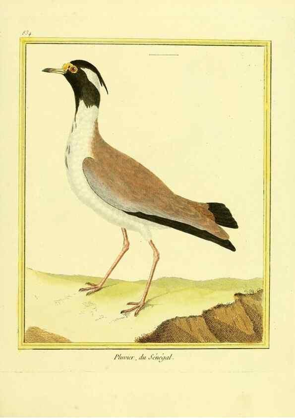 Reproducción/Reproduction 49640730702: Planches enluminées d'histoire naturelle. Paris? :s.n.,1765-1783?. 