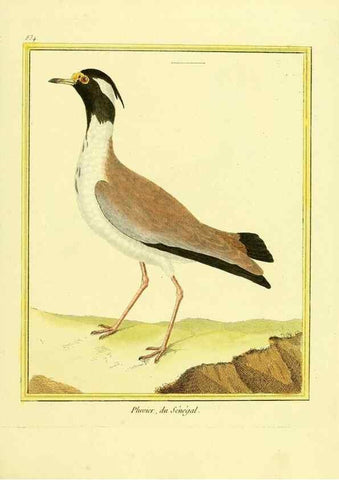 Reproducción/Reproduction 49640730702: Planches enluminées d'histoire naturelle. Paris? :s.n.,1765-1783?. 
