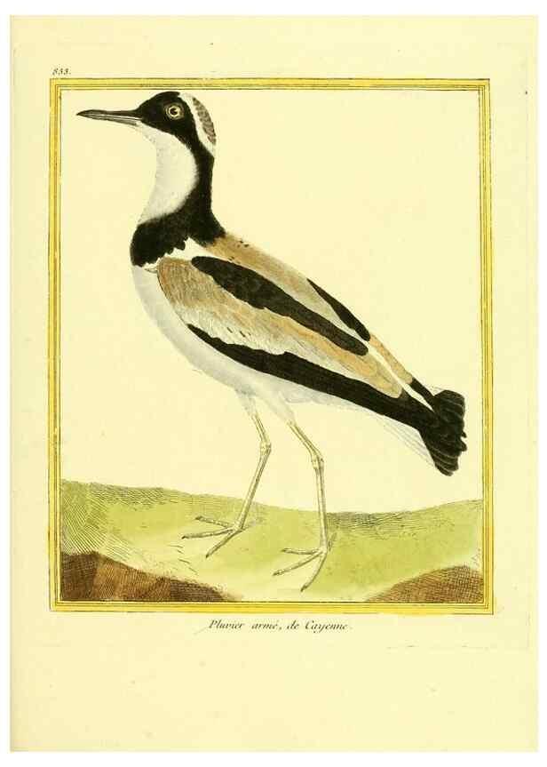 Reproducción/Reproduction 49640730277: Planches enluminées d'histoire naturelle. Paris? :s.n.,1765-1783?. 