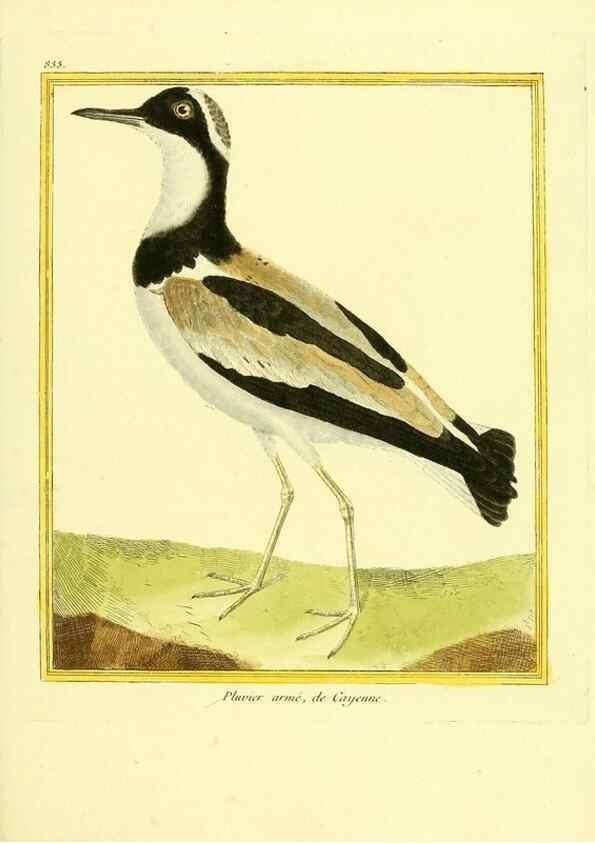 Reproducción/Reproduction 49640730277: Planches enluminées d'histoire naturelle. Paris? :s.n.,1765-1783?. 