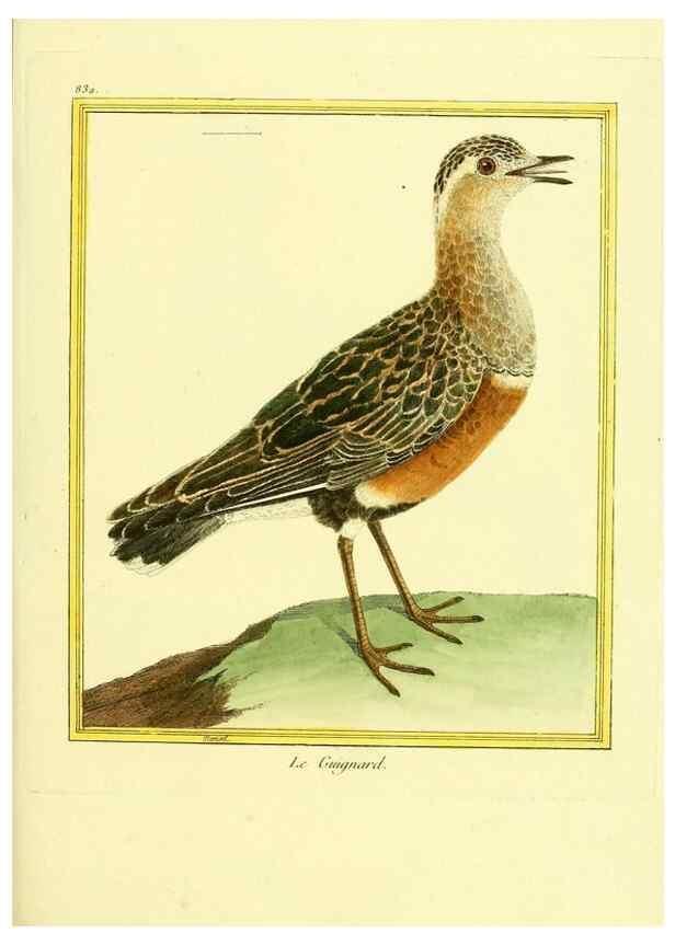 Reproducción/Reproduction 49640457561: Planches enluminées d'histoire naturelle. Paris? :s.n.,1765-1783?. 