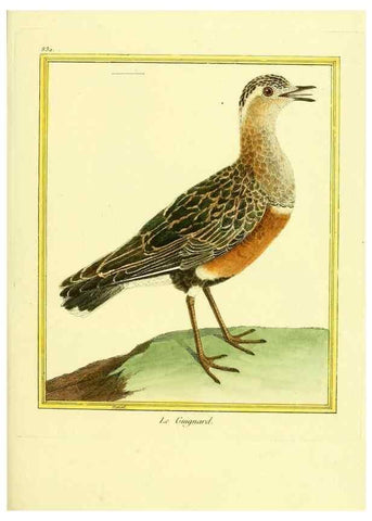 Reproducción/Reproduction 49640457561: Planches enluminées d'histoire naturelle. Paris? :s.n.,1765-1783?. 