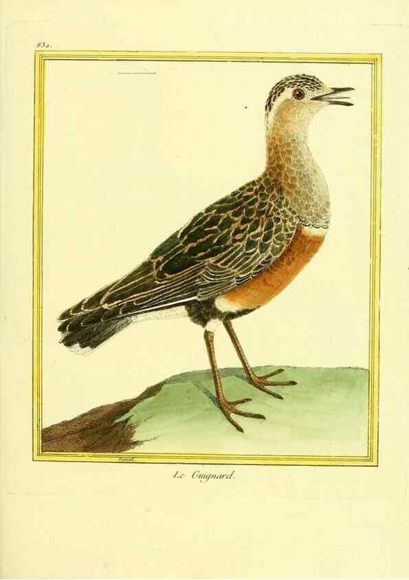 Reproducción/Reproduction 49640457561: Planches enluminées d'histoire naturelle. Paris? :s.n.,1765-1783?. 