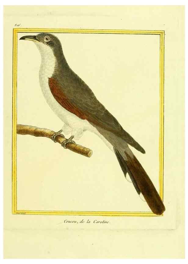 Reproducción/Reproduction 49640723882: Planches enluminées d'histoire naturelle. Paris? :s.n.,1765-1783?. 