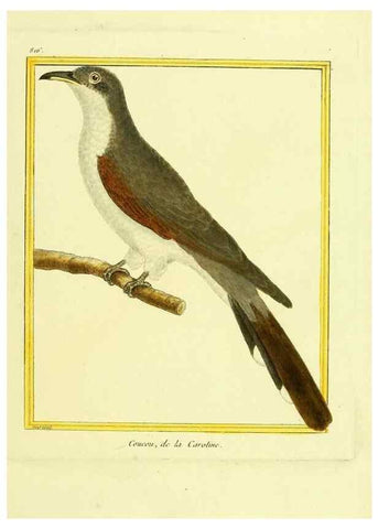 Reproducción/Reproduction 49640723882: Planches enluminées d'histoire naturelle. Paris? :s.n.,1765-1783?. 
