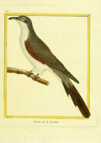 Reproducción/Reproduction 49640723882: Planches enluminées d'histoire naturelle. Paris? :s.n.,1765-1783?. 