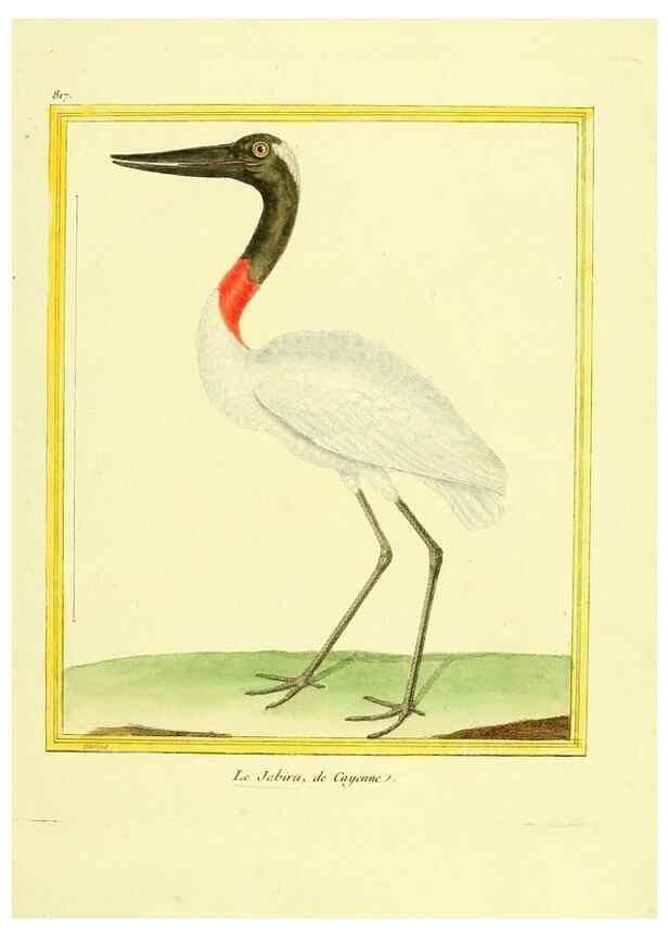 Reproducción/Reproduction 49640452156: Planches enluminées d'histoire naturelle. Paris? :s.n.,1765-1783?. 
