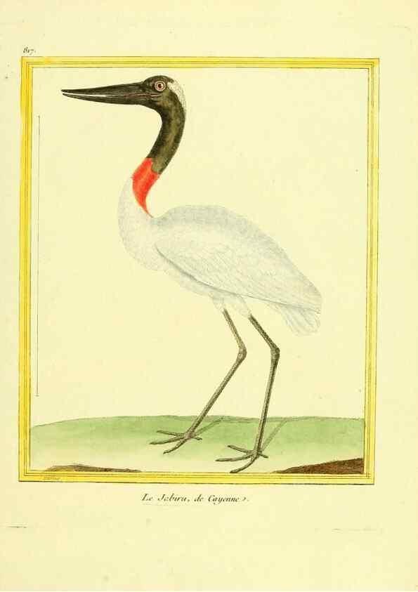 Reproducción/Reproduction 49640452156: Planches enluminées d'histoire naturelle. Paris? :s.n.,1765-1783?. 