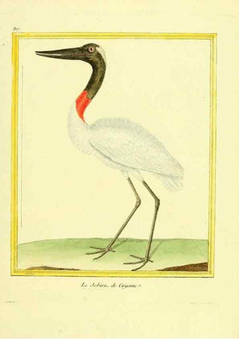 Reproducción/Reproduction 49640452156: Planches enluminées d'histoire naturelle. Paris? :s.n.,1765-1783?. 
