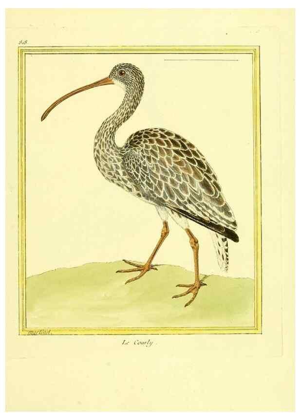 Reproducción/Reproduction 49639929268: Planches enluminées d'histoire naturelle. Paris? :s.n.,1765-1783?. 