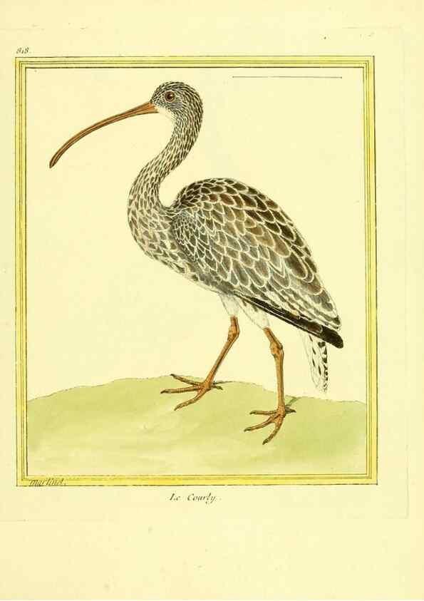 Reproducción/Reproduction 49639929268: Planches enluminées d'histoire naturelle. Paris? :s.n.,1765-1783?. 