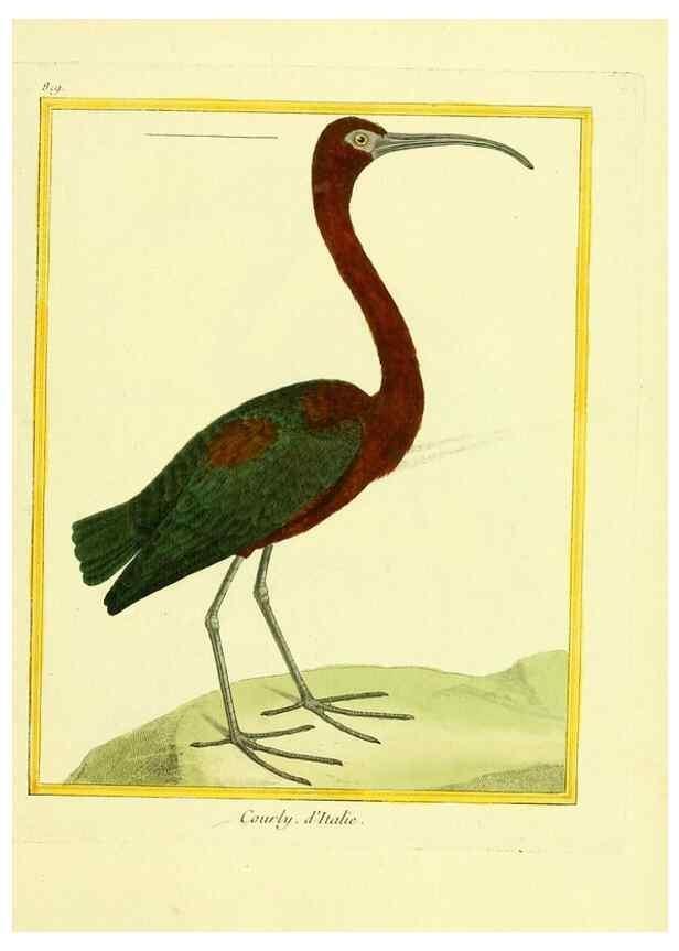 Reproducción/Reproduction 49640725092: Planches enluminées d'histoire naturelle. Paris? :s.n.,1765-1783?. 