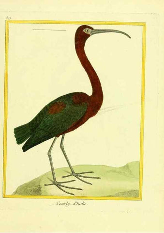 Reproducción/Reproduction 49640725092: Planches enluminées d'histoire naturelle. Paris? :s.n.,1765-1783?. 