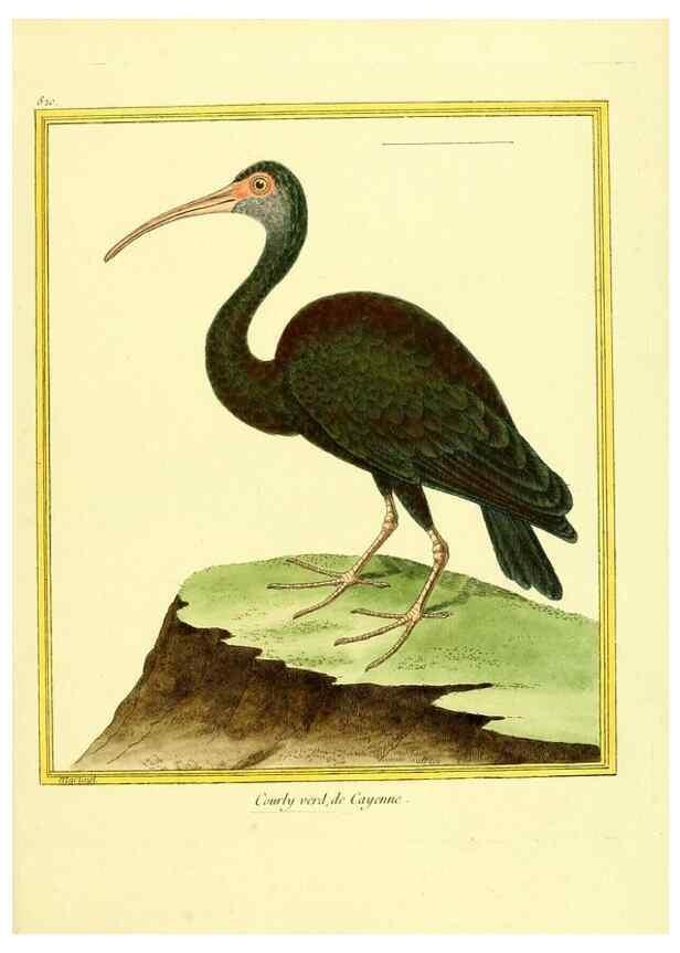 Reproducción/Reproduction 49640725407: Planches enluminées d'histoire naturelle. Paris? :s.n.,1765-1783?. 