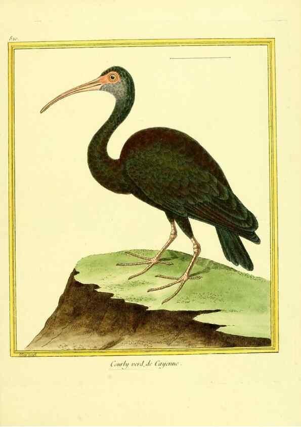Reproducción/Reproduction 49640725407: Planches enluminées d'histoire naturelle. Paris? :s.n.,1765-1783?. 