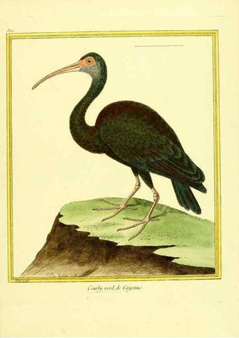 Reproducción/Reproduction 49640725407: Planches enluminées d'histoire naturelle. Paris? :s.n.,1765-1783?. 