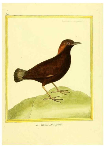 Reproducción/Reproduction 49640725757: Planches enluminées d'histoire naturelle. Paris? :s.n.,1765-1783?. 