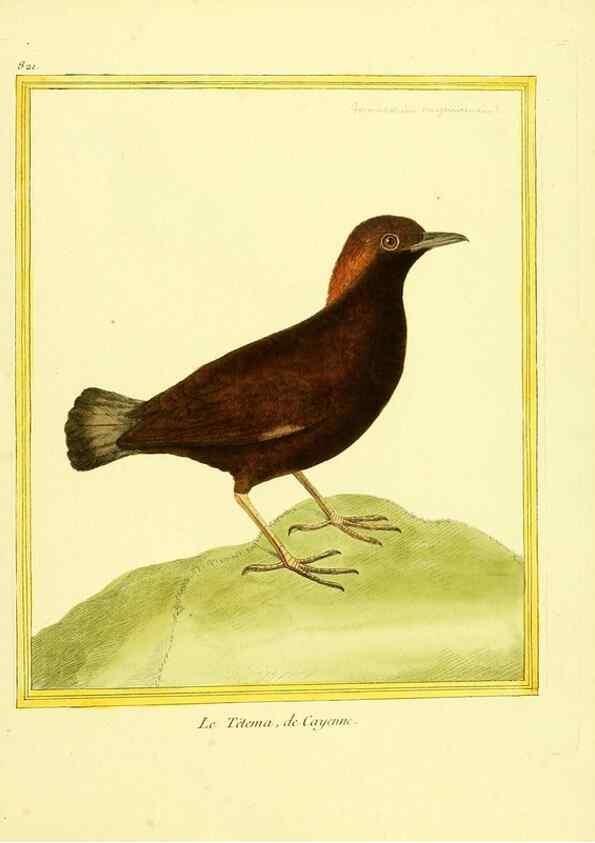 Reproducción/Reproduction 49640725757: Planches enluminées d'histoire naturelle. Paris? :s.n.,1765-1783?. 