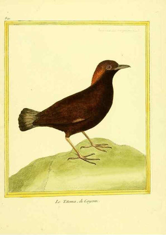 Reproducción/Reproduction 49640725757: Planches enluminées d'histoire naturelle. Paris? :s.n.,1765-1783?. 