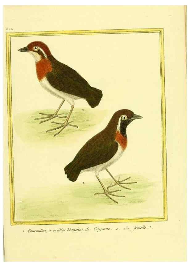 Reproducción/Reproduction 49640453966: Planches enluminées d'histoire naturelle. Paris? :s.n.,1765-1783?. 
