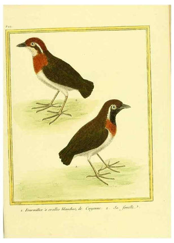 Reproducción/Reproduction 49640453966: Planches enluminées d'histoire naturelle. Paris? :s.n.,1765-1783?. 