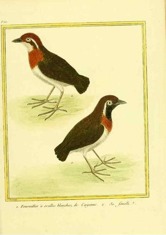 Reproducción/Reproduction 49640453966: Planches enluminées d'histoire naturelle. Paris? :s.n.,1765-1783?. 