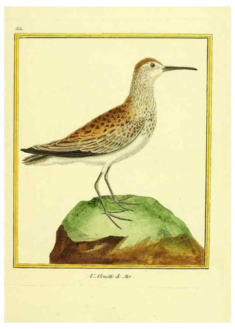 Reproducción/Reproduction 49639941003: Planches enluminées d'histoire naturelle. Paris? :s.n.,1765-1783?. 