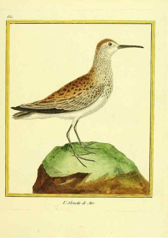 Reproducción/Reproduction 49639941003: Planches enluminées d'histoire naturelle. Paris? :s.n.,1765-1783?. 