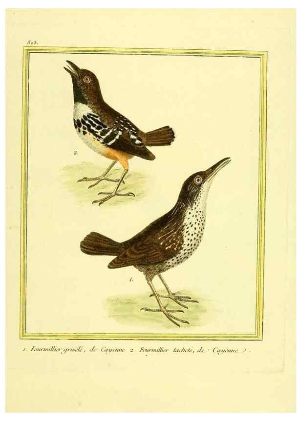 Reproducción/Reproduction 49640726467: Planches enluminées d'histoire naturelle. Paris? :s.n.,1765-1783?. 