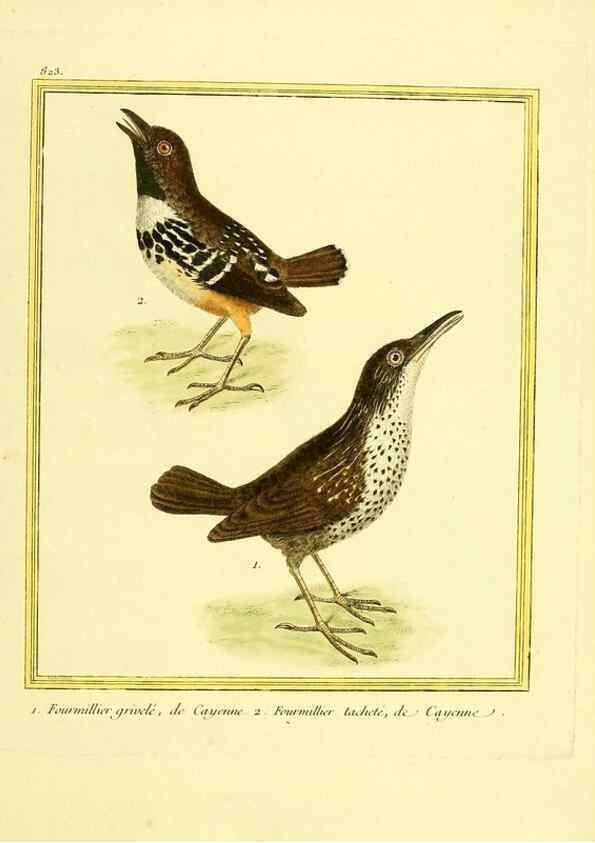 Reproducción/Reproduction 49640726467: Planches enluminées d'histoire naturelle. Paris? :s.n.,1765-1783?. 