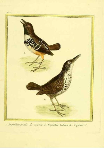 Reproducción/Reproduction 49640726467: Planches enluminées d'histoire naturelle. Paris? :s.n.,1765-1783?. 